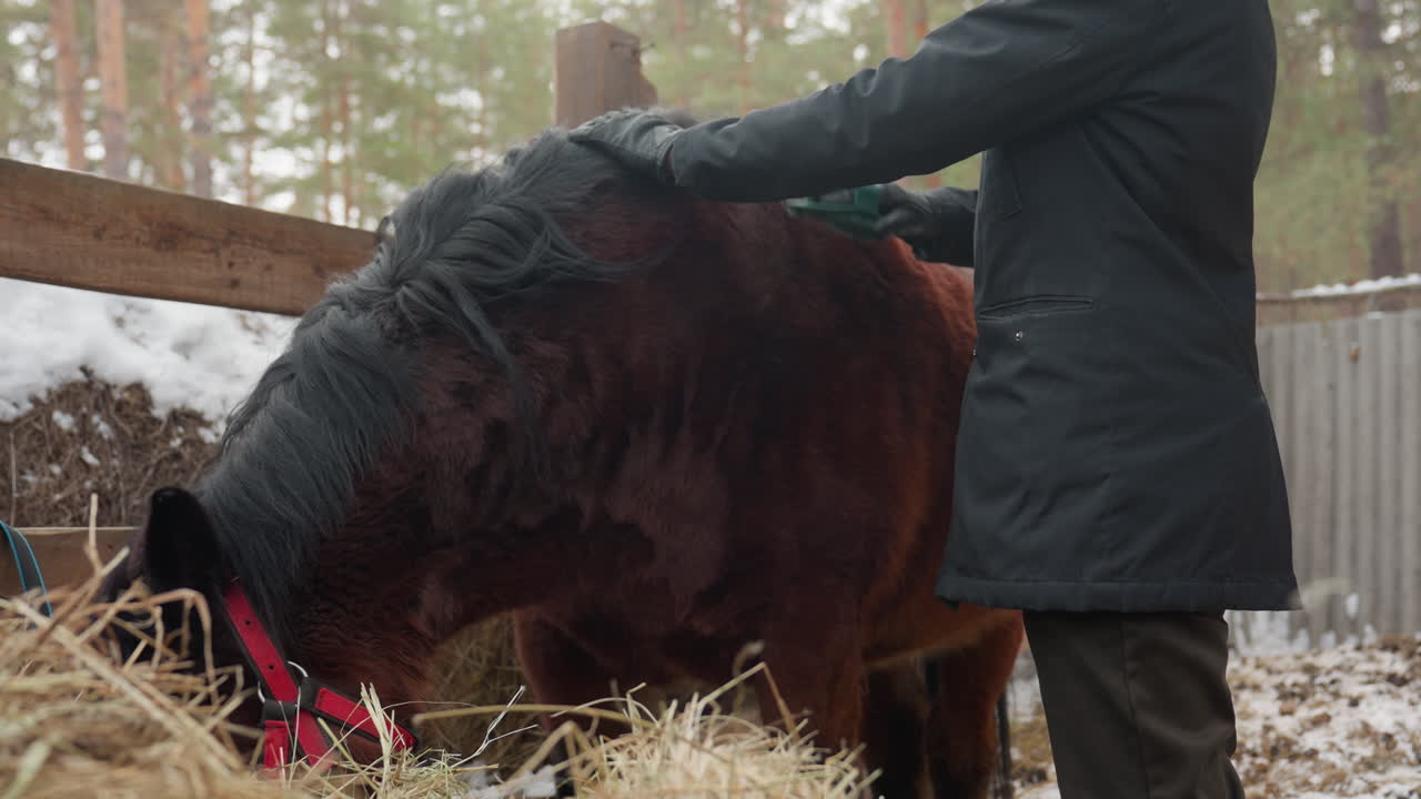Establo con mozo negro alimentando a un poni pequeño con heno en un corral invernal, cabestro rojo visible, mano enguantada ofreciendo comida, valla de granero y suelo nevado, escena rural tranquila que muestra la confianza entre el trabajador y el animal