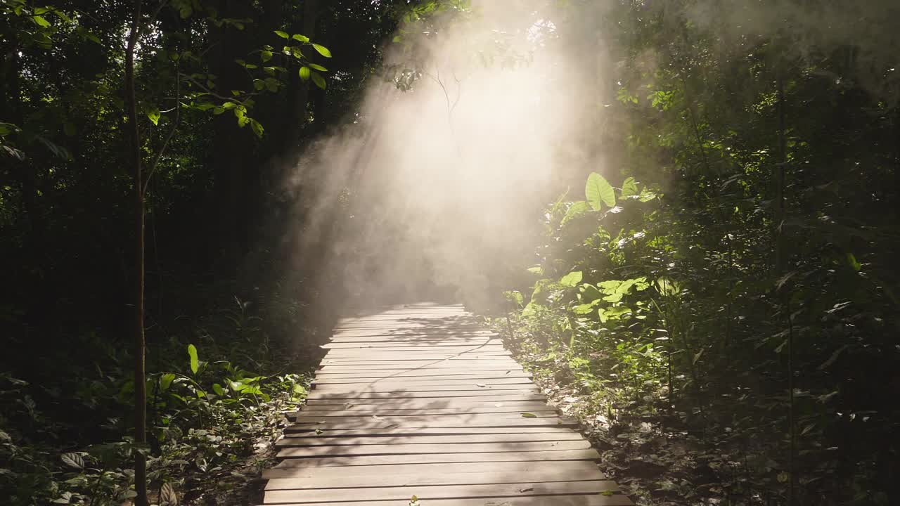 Sunbeam Path Through the Lush Jungle