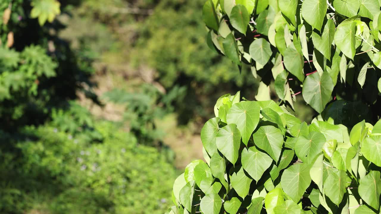 closeup de hojas verdes exuberantes en un bosque