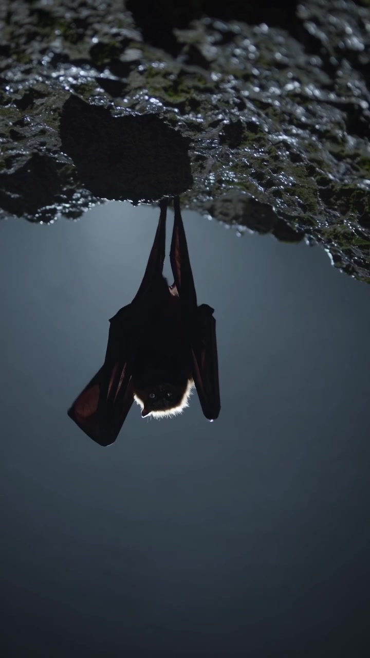 Silhouette di un pipistrello appeso a testa in giù in una grotta buia