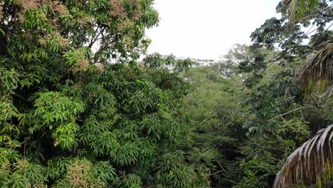 trees of the hawaii jungle viewed from the top of the canopy in a fly through motion