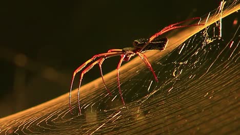 Araña-Grande-En-La-Web-Bajo-El-Sol-Del-Atardecer---Macro