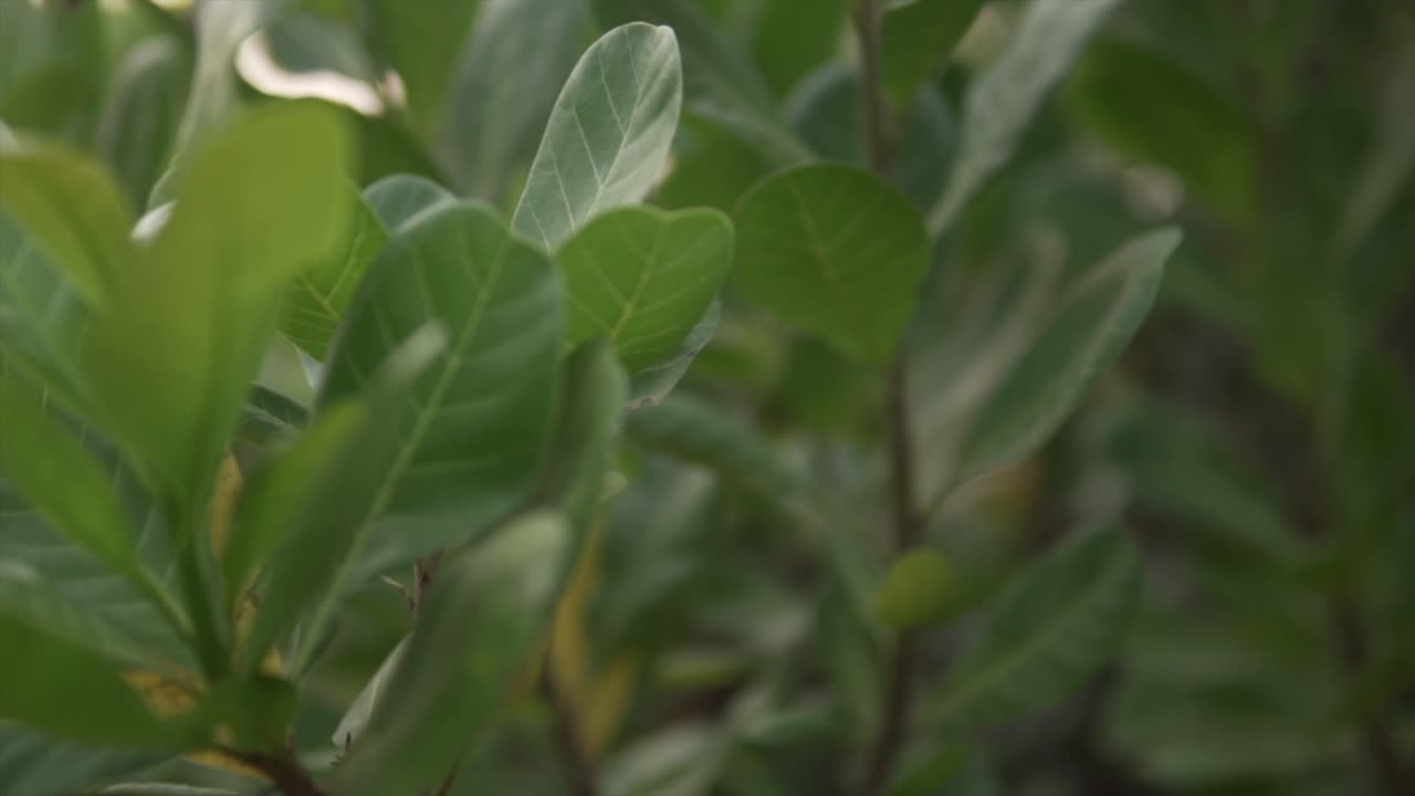 un primer plano de un arbusto con hojas verdes