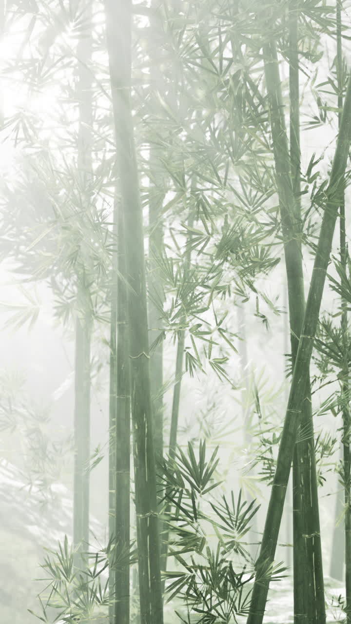 el bosque de bambú brumoso