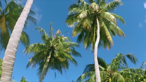 palm trees in paradise - sun shining through leaves