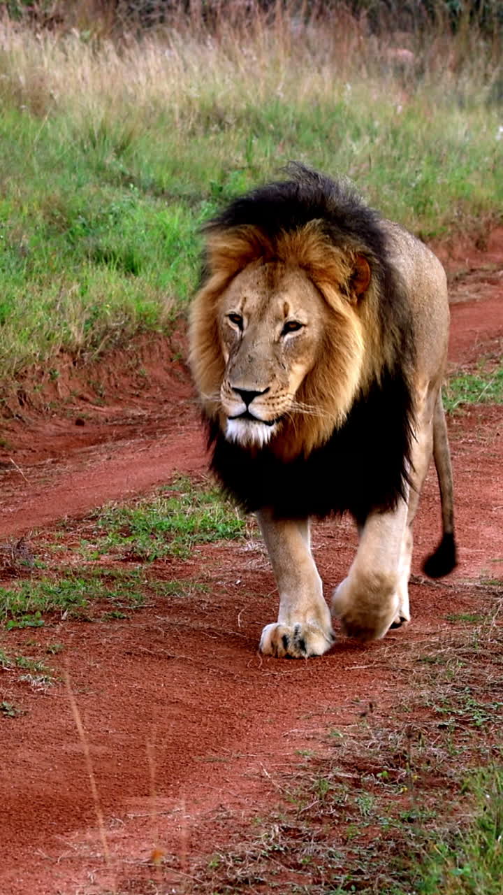 Samec lva s černou hřívou pomalu kráčí po červené prašné safari cestě