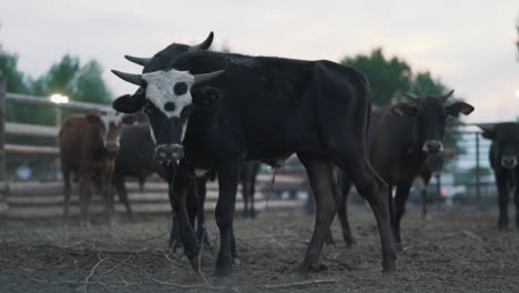 Cows-in-a-corral