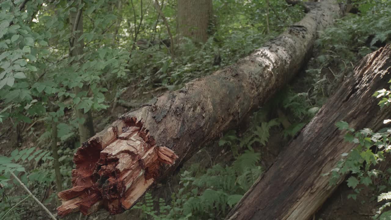 rama de un árbol roto de color rojo vivo en el bosque