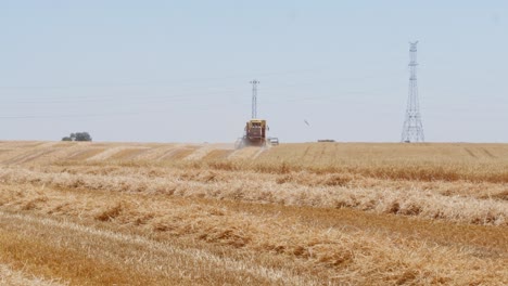 combine harvesting wheat field in spain-6