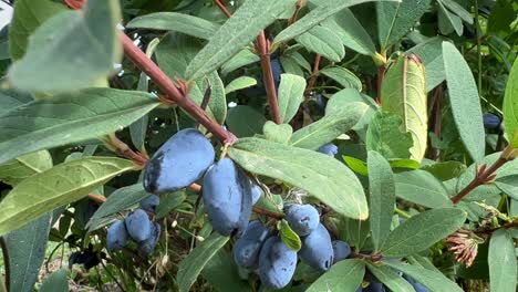 ripe blue honeysuckle berries hanging in bunches on a dense bush