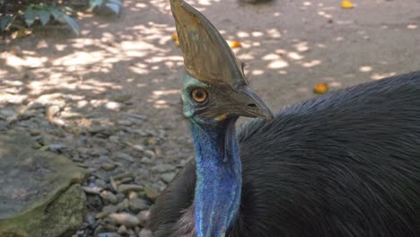 close up view of a curious cassowary in the forest