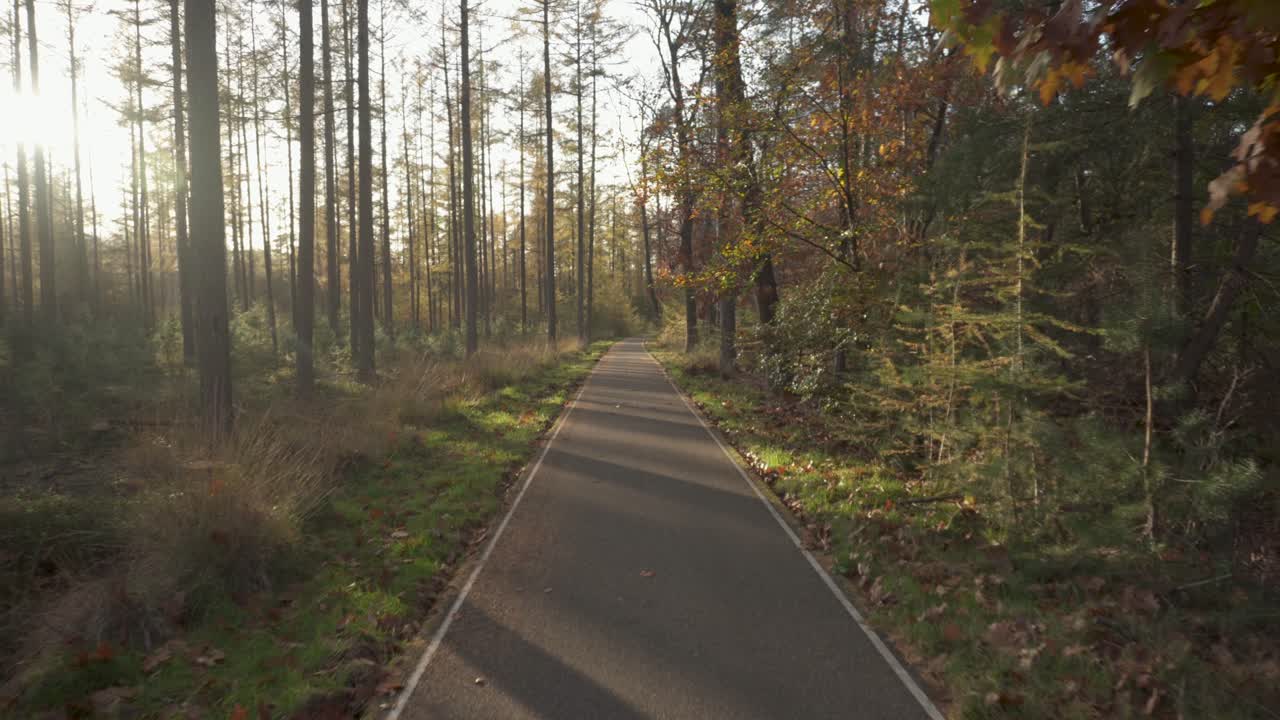 bella strada forestale stretta attraverso alberi di pino, scena autunnale soleggiata