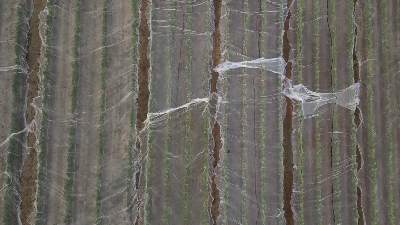 투명 한  ⁇  그물 들 은 서부 오스트레일리아 와인 산업 에서 포도 ⁇  의 줄 을  ⁇ 고 있다