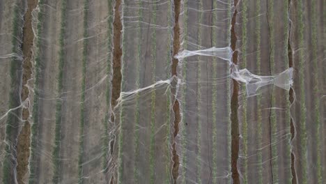 Transparent-white-nets-cover-rows-of-vineyard-in-Western-Australian-wine-industry