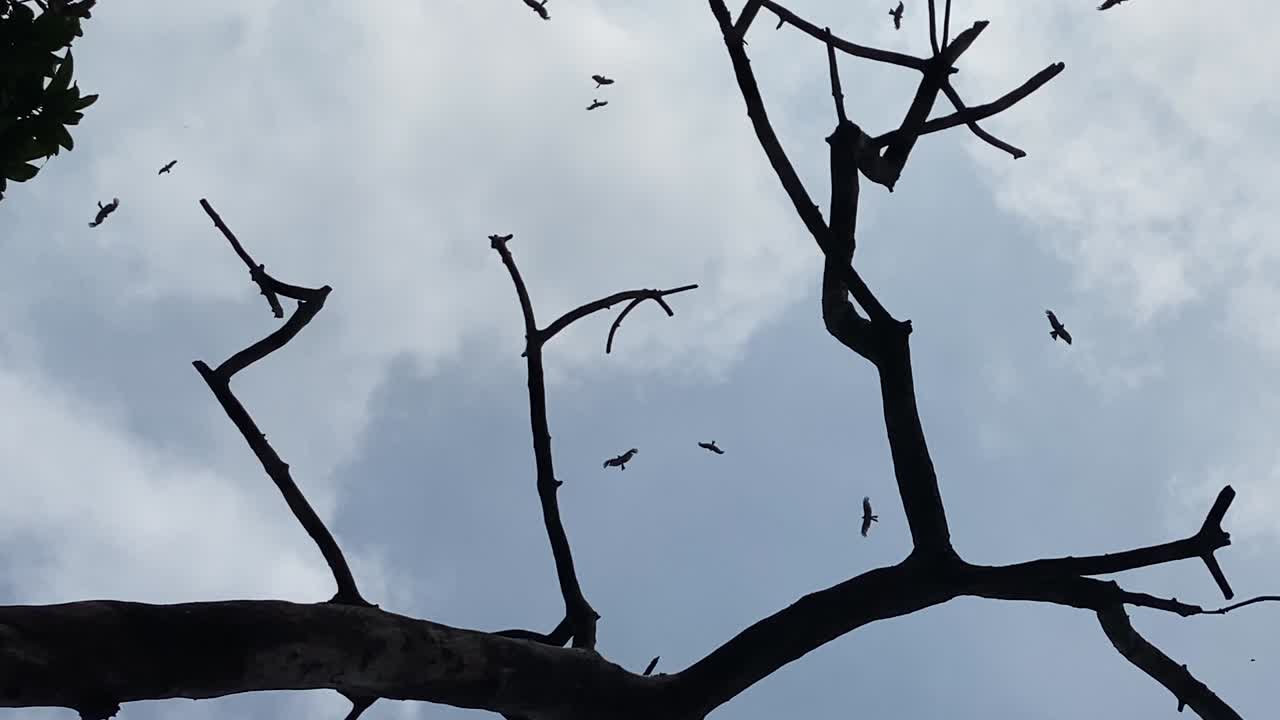 Silhouette Of Birds Flying In The Sky - Low Angle Shot