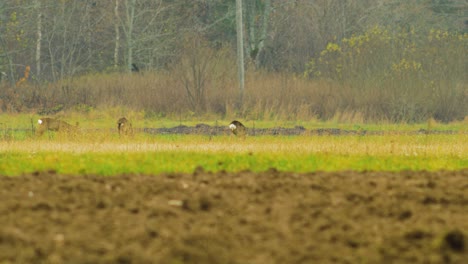 group of young european roe deer walking and eating on a field in overcast autumn day, medium shot from a distance