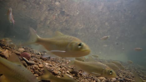 El-Parque-Nacional-Kaeng-Krachan-Es-El-Hogar-De-Muchos-Animales-Salvajes-Fantásticos-Y-Los-Arroyos-Son-Una-Fuente-De-Vida-De-Agua-Dulce-Para-Que-Los-Animales-Beban-Y-Los-Peces-Naden.