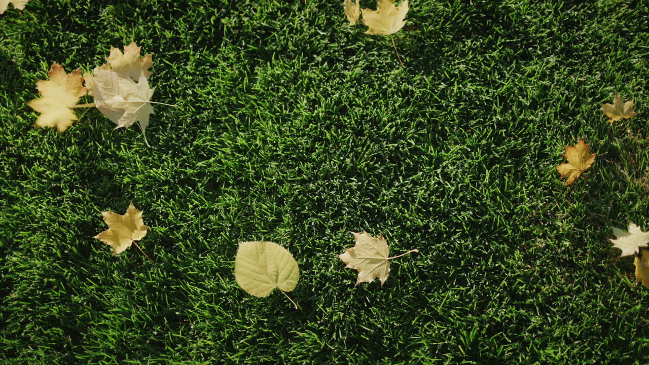 hojas de arce amarillas exponen la inscripción caen en la hierba