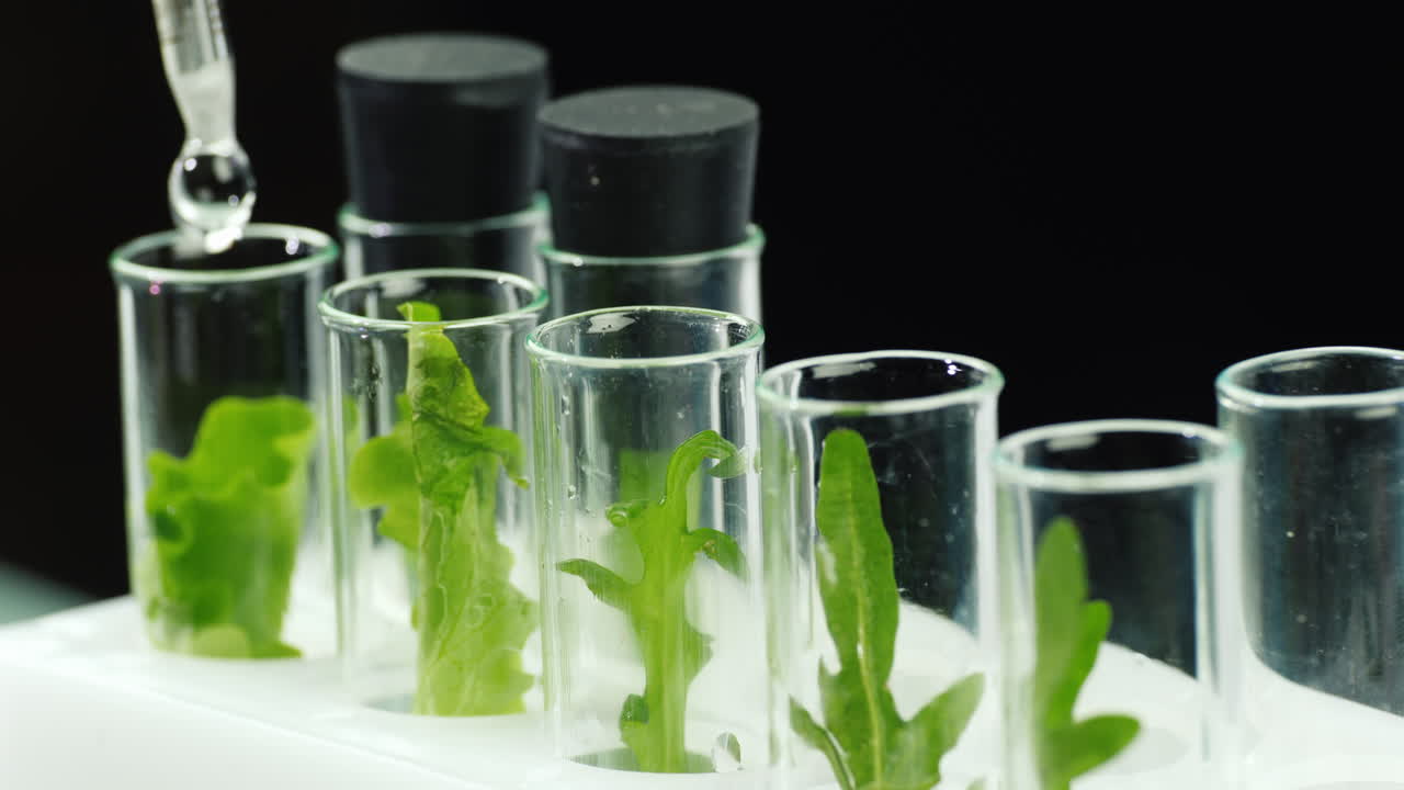 장갑을 낀 남자가 식물 샘플 2로 실험실에서 일합니다.