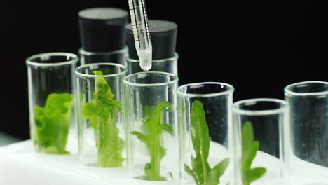 a man in gloves works in a laboratory with plant samples 2