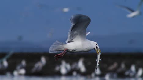 a gull swallows a pacific herring whole while flying in slow motion during the herring spawn on vancouver island.
