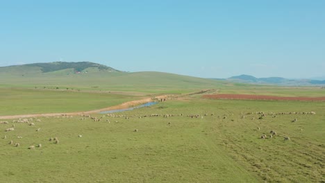 Aerial:-livestock-grazing-on-green-grass-pastures,-remote-Serbian-hillside
