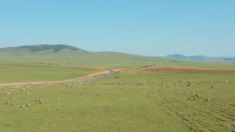 aerial: livestock grazing on green grass pastures, remote serbian hillside