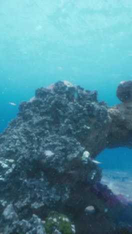 underwater coral reef with tropical fish