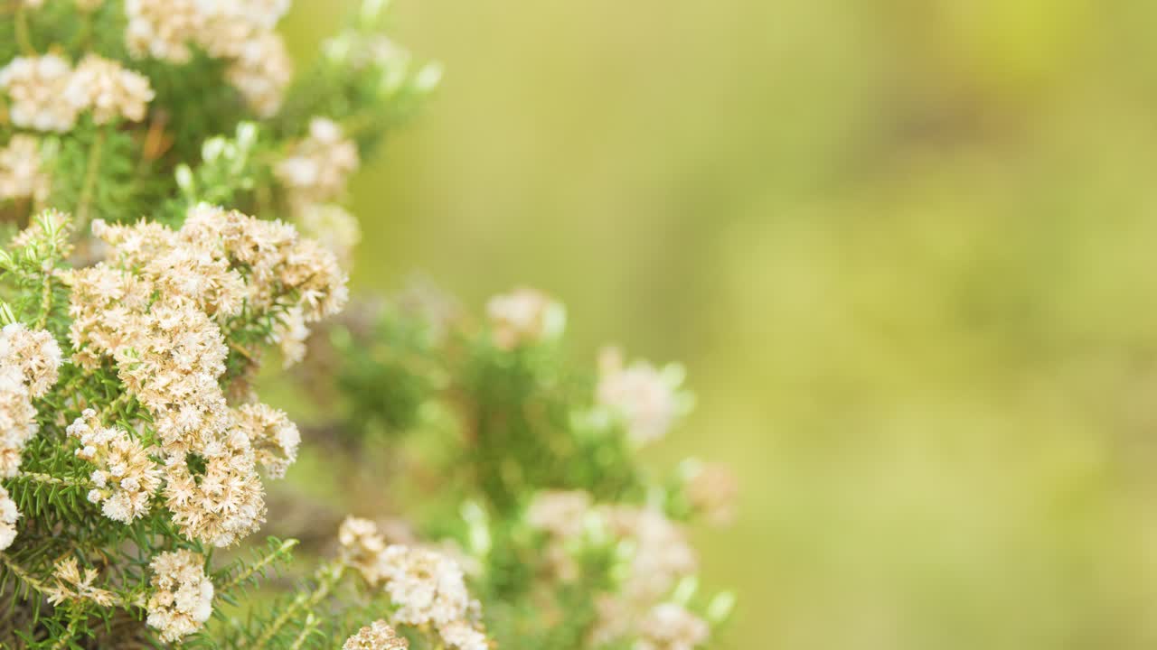 Camera slowly pans across blooming Australian native rice flower shrub in soft natural daylight