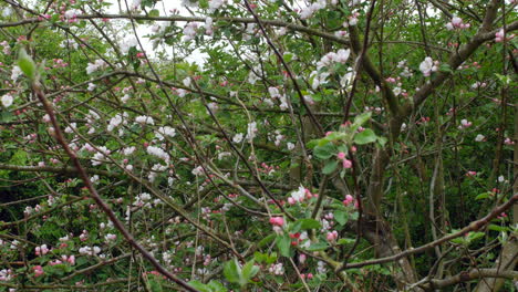 apple blossom on tree branches in spring