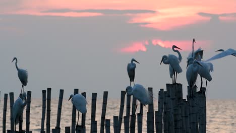 The-Great-Egret,-also-known-as-the-Common-Egret-or-the-Large-Egret