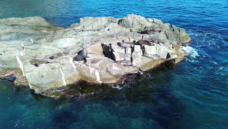 Drones-Focas-Aéreas-León-Marino-Sentado-Sobre-Rocas-Agua-Clara-Del-Océano-Durmiendo-Punto-Burrewarra-Faro-Bahía-Guerrilla-Costa-Sur-Turismo-Animal-Nueva-Gales-Del-Sur-Australia-4k