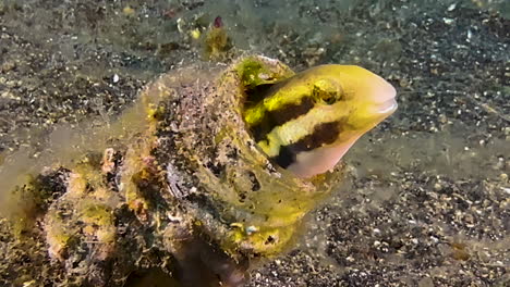 disparo submarino de peces mirando desde un cuello de botella