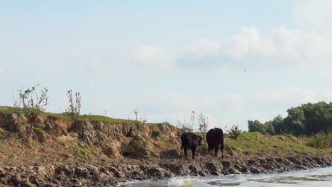 Domestic-Cows-Feeding-On-The-Riverside-Of-Danube-Delta-In-Tulcea,-Romania