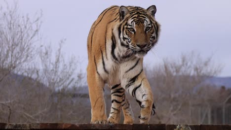 tiger licks lips and walks slomo wildlife sanctuary