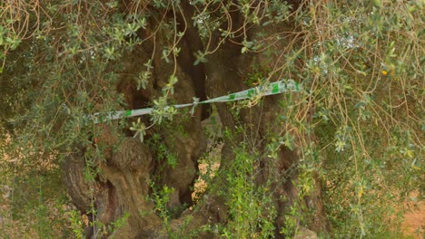 Plastic-Strap-Around-The-Tunk-Of-Millenary-Olive-Tree-In-Spain,-Protected-By-The-Valencian-Community