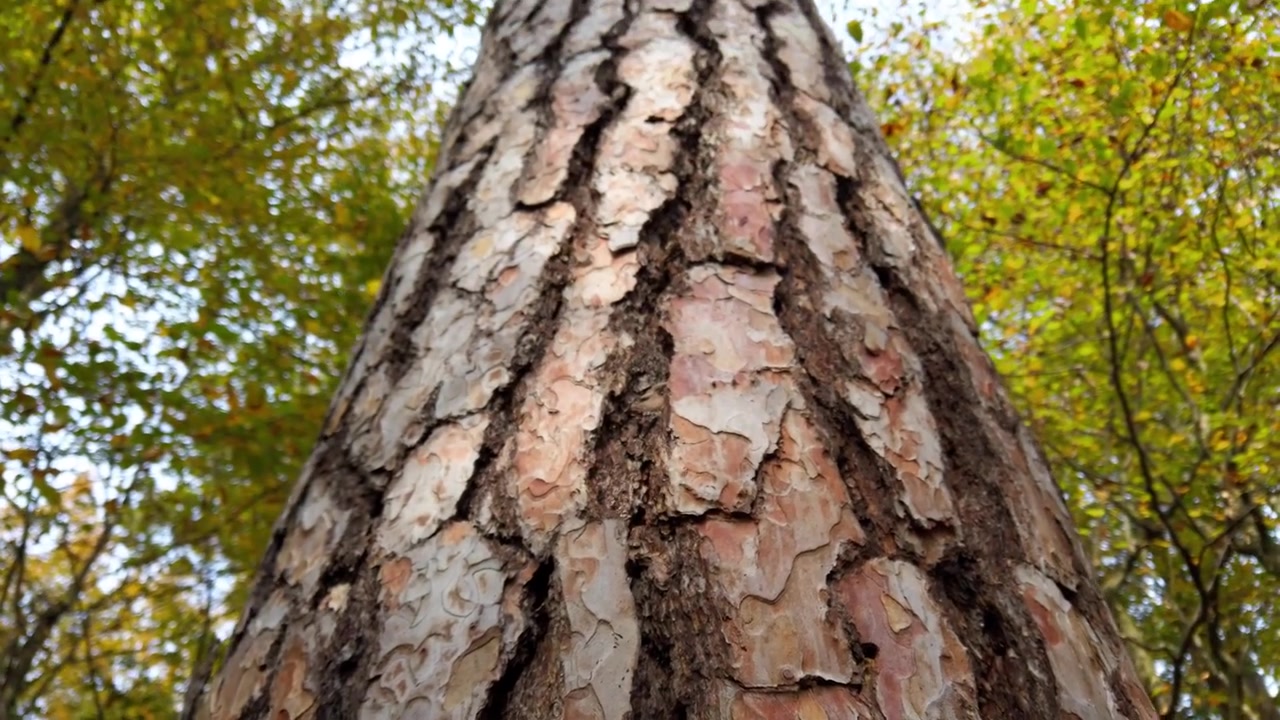 Pino nella foresta, con corteccia e tronco in evidenza