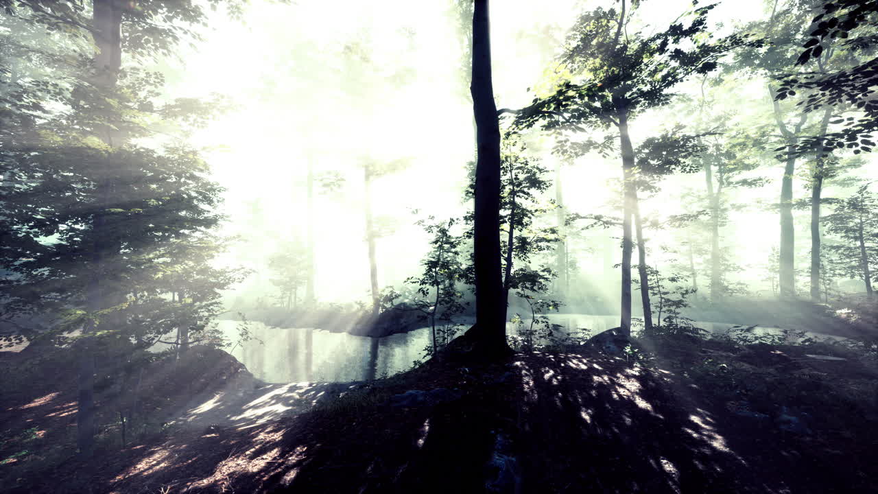 빛이 울창한 숲의 안개를 고