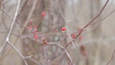 Regentropfen-Auf-Zweigen-Mit-Beeren