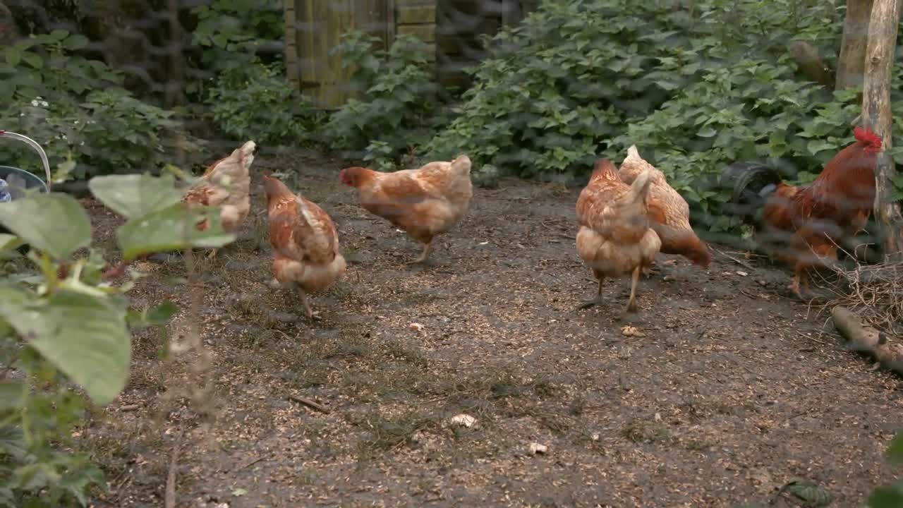 un pequeño grupo de gallinas