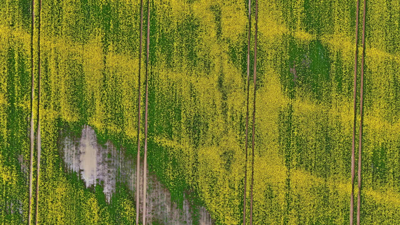 Aerial view of rapeseed field with yellow blooms and muddy patches after rain