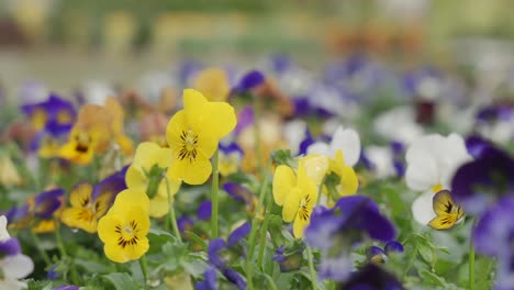 static shot of a plot of pansies