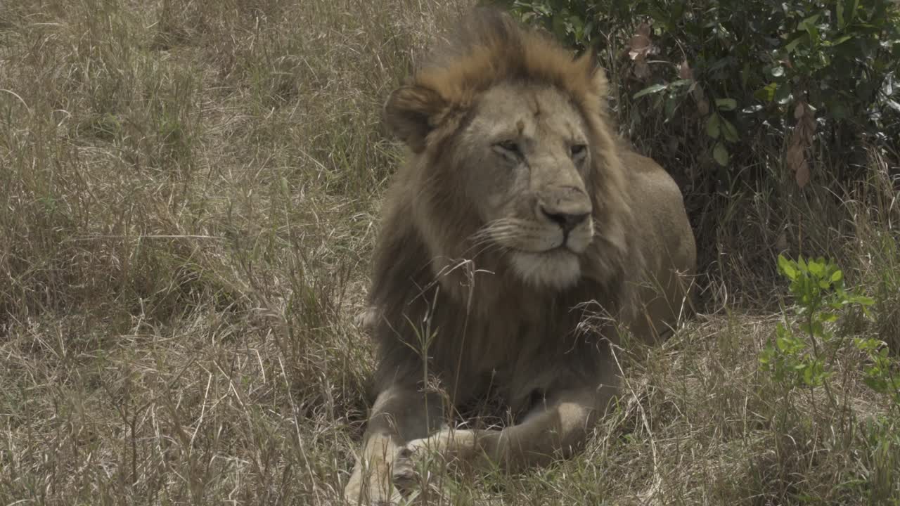 un león en el parque nacional de nairobi
