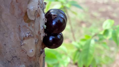 ripe jabuticabas hanging on a tree trunk