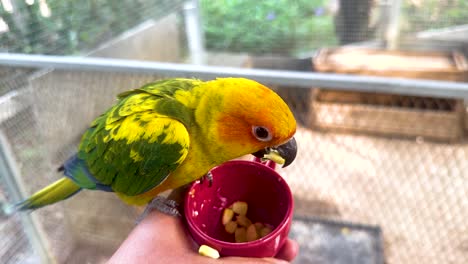 person feeding a parrot