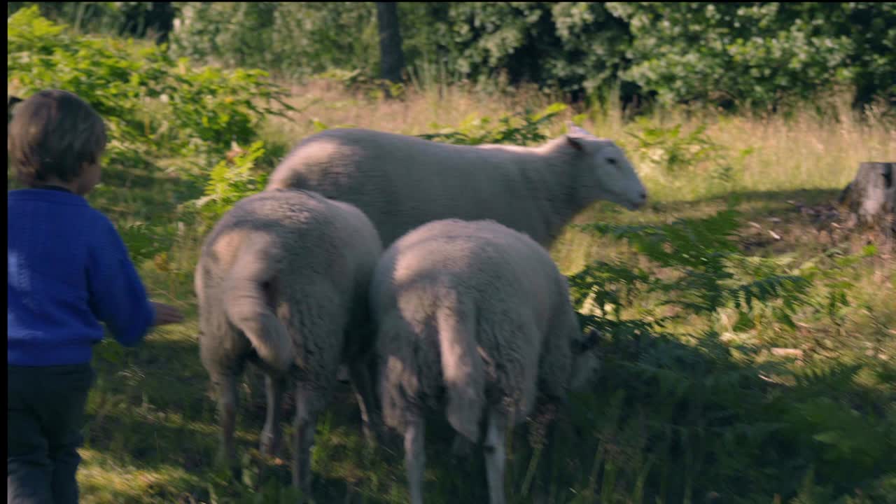 작은 소년은 자연에서 양과 함께 놀고 있습니다.