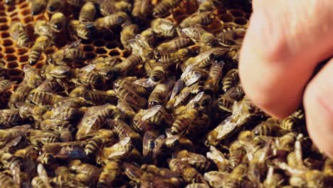 beekeeper is working with bees and beehives on the apiary. bees on honeycomb. frames of a bee hive. slow motion
