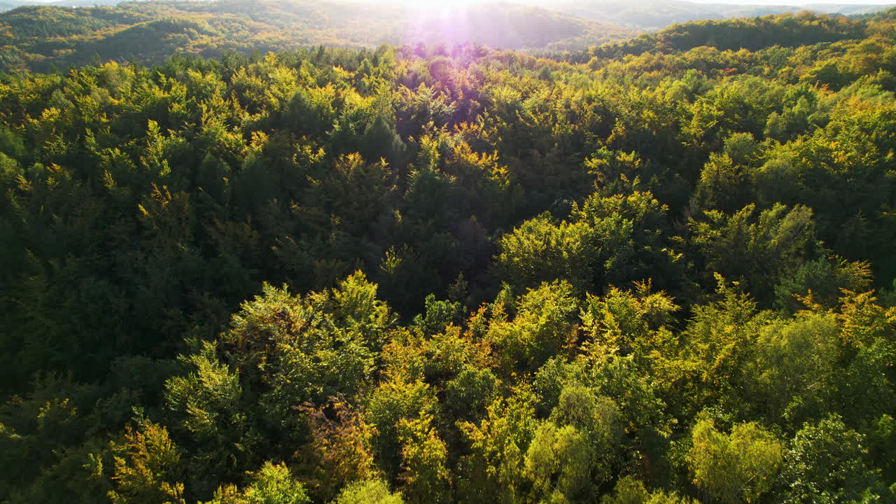 vista aérea del interminable bosque witomino en gdynia, polonia con bengalas solares
