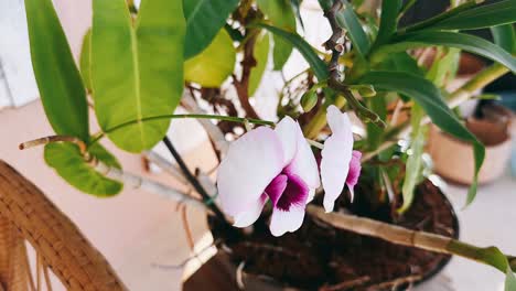 close up of a blooming orchid