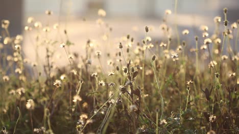 natural meadow grass swayed by wind blow